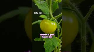 Learn Everything You Need to Grow Tomatoes at Our Live [upl. by Ydnil]