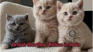 British Short Hair Cat in India British Shorthair Kittens For Sale in Mumbai Short Hair kitten India [upl. by Valerian]