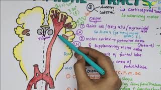 Corticospinal tracts Pyramidal Tracts Pathway Neurophysiology Super Easy Explanation [upl. by Blackburn]