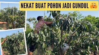 Cara agar pohon kelengkeng berbuah lebat dan perawatan gampang [upl. by Alison]