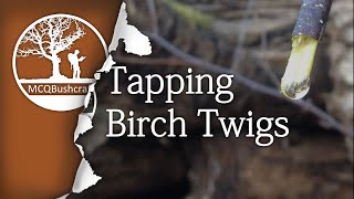 Bushcraft Foraging Tapping Birch Water tree friendly [upl. by Cilo756]