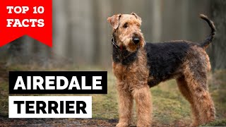 Airedale Terrier  Top 10 Facts [upl. by Festa]