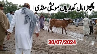 Back Mall Kharian Moweshi Mandi 30 jul 2024janwarmandi pkShazar Riaz official [upl. by Ynnus119]