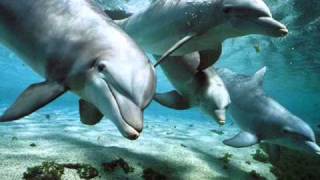 Relax Music  Nature and Dolphins  Natura e Delfini [upl. by Reywas]