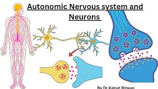 Autonomic Nervous system  structure of neuron🧠 [upl. by Qahsi]