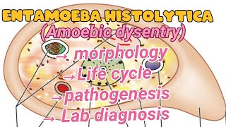 Entamoeba Histolytica Amoebic dysentry  Life cycle  morphology  Pathogenesis  Lab diagnosis [upl. by Willette]