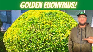 Landscape Like a Pro How to prune and care for a overgrown Golden Euonymus [upl. by Ardnassac600]