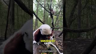 Discover the Sifaka│Madagascars Leaping Lemur with Amazing TreeHopping and Dancing Skills [upl. by Ally]