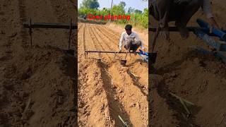 Cane planting farming sugarcane sugarcane sugarcrop shortvideo [upl. by Africah]