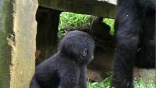 Mountain Gorillas of Uganda [upl. by Jen291]