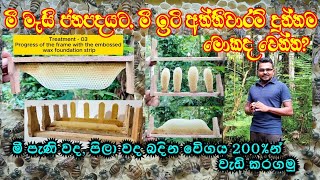 අත්තිවාරම් වද සමග මී මැස්සන්ගේ වද බැදීමේ වේගය foundation less vs starter strip vs beewax foundation [upl. by Fidele]