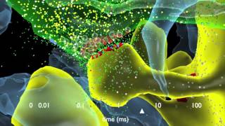 How Synapses Work [upl. by Liagabba]