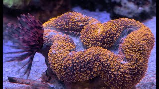 Coral Spotlight  Lobophyllia flabelliformis [upl. by Quartet]