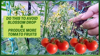 Be The Bees  Quick amp Easy Do It Yourself Tomato Flower Pollination  How To Hand Pollinate Tomatoes [upl. by Hsekin]