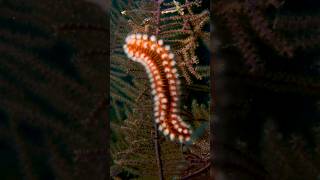 bearded fireworm is a type of marine bristleworm fireworm facts ocean reef hornworm bearded [upl. by Brodie]