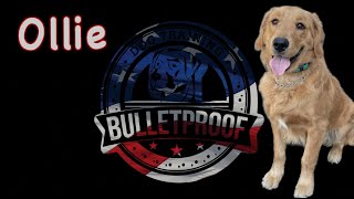 Ollies 15 Day Transformation  Golden Retriever  Cincinnati OH  dogtraining cincinnati [upl. by Eisoj]