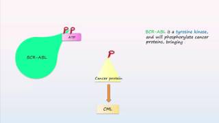 Philadelphia Chromosome Translocations Inversions Deletions [upl. by Yanaj]