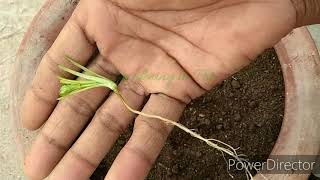 धनिया उगाने का तेज तरीका 12 दिन में  How to Grow Coriander at home  coriander  cilantro [upl. by Shellans513]