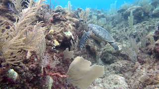 20 A Big Turtles Voyage Gibsons Bight Rotan Honduras [upl. by Kos769]