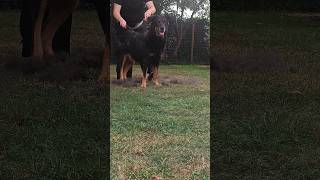 Life with a beauceron the fur attack [upl. by Ahtera]