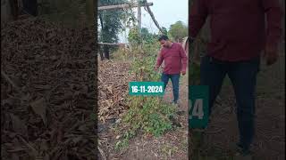 Winter vegetables november organicvegetablegardening 2024 [upl. by Addis]