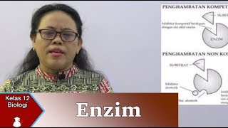 Kelas 12  Biologi  Enzim VideoPendidikanIndonesia [upl. by Hakim]