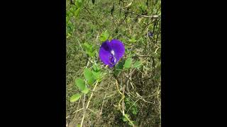 Telang flower or Clitoria ternatea [upl. by Sorips]