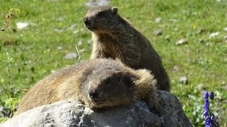 Auf MURMELTIERPirsch mit Günter Nohl in Tirol [upl. by Neesay512]