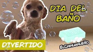 COMO BAÑAR A MI PERRO  TUTORIAL BAÑO PARA PERRO  HOW TO BATH MY DOG  EL CHIHUAHUEÑO [upl. by Odlabu]