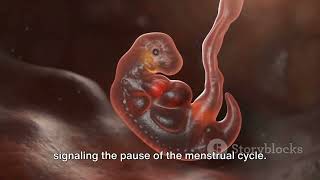 from fertilization to childbirth  3d medical animation  Health and Fitness Tips [upl. by Corrinne]