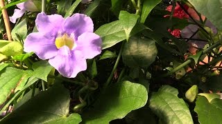 Growing the Blue Skyflower Thunbergia grandiflora [upl. by Koral]