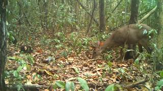 Venado Cámara trampa Ejido Nuevo Becal [upl. by Layol]