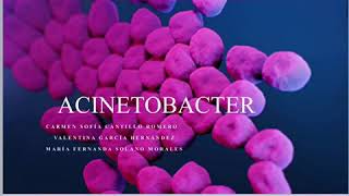 Acinetobacter grupo 8 microbiología [upl. by Malone64]