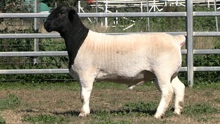 LOT 15  AMARULA 232157  COBAR DORPER SALE 2024 [upl. by Imar]