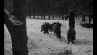 Hongerige dieren op de Veluwe 1955 [upl. by Mandell]