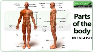 Parts of the body in English  Learn English vocabulary  ESOL Parts of the body with pictures [upl. by Macmahon642]