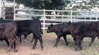 Mopoke Cattle Co 50 NSM Heifers and Calves 2 [upl. by Starkey]