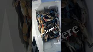 crabbing fishing seafood crabbers nature  Like  share  comment and subscribe 10424 [upl. by Neilla296]