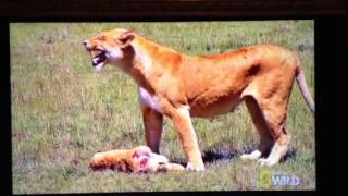 Lioness Loses Cub [upl. by Standing]