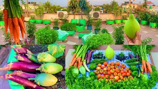 Huge Harvesting From My Rooftop Organic Vegetable Garden  Harvesting Organic Vegetables [upl. by O'Donnell]