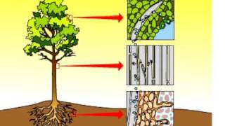 Adhesion vs cohesion biology science see full lecture 💧 🌳 [upl. by Namialus]