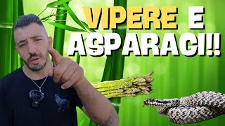 VIPERE e ASPARAGI consigli utili [upl. by Shaylynn789]