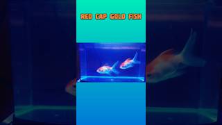 RED CAP GOLDFISH goldfish orandagoldfish ranchugoldfish fishtank aquriamfish fancygoldfish [upl. by Rehtaeh474]