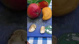 Mango seed comparison mono embryonic vs polyembryonic [upl. by Downs327]