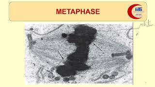 MED LEVEL1 MBG Mitosis amp Karyotyping 2 [upl. by Calisa]