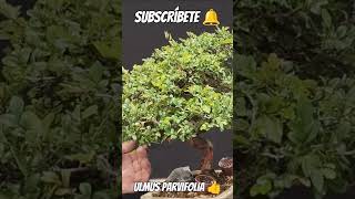 pinzado de ulmus parvifolia bonsai bonsai manolofelix bonsaiaficionado bonsaiponderosaehn [upl. by Claudelle642]