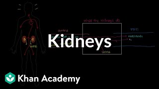 Meet the kidneys  Renal system physiology  NCLEXRN  Khan Academy [upl. by Anatsirhc563]