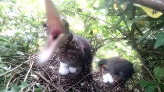 I have never seen that the Bird Black Bitterns spawn to three  My Nest nests [upl. by Akenot]