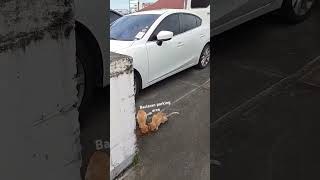 straycat parking baclaran [upl. by Maxia]