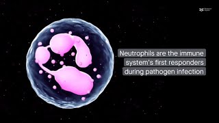 LRRK2 A pivotal regulator of neutrophil migration to infection sites [upl. by Daryl919]